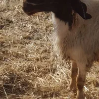 شک ورن سنجابی اصیل|حیوانات مزرعه|سرپل ذهاب, |دیوار