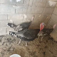 تخم‌مرغ نطفه دار بوغلمون|حیوانات مزرعه|خواف, |دیوار