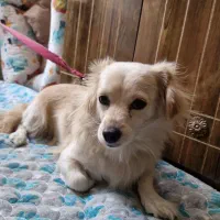 واگذاری سگ اشپیتز|سگ|شیراز, سعدیه شمالی|دیوار