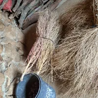 جارو درجه یک خشک دانه ۸۰هزار ۱۰۰ عدد