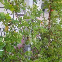 باغ و ویلا|فروش خانه و ویلا|مرند, |دیوار