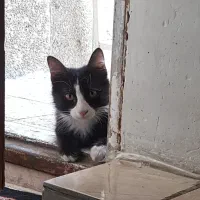 گربه