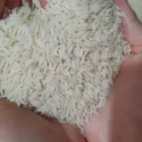 برنج هاشمی اعلا، سورتینگ زده، برداشت جدید، تضمینی