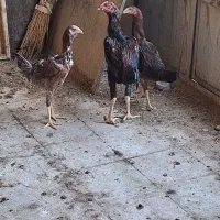 مرغوخروسلاری