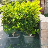 یاس هلندی جعبه چهل
