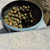 گردو پوست کنی با دستگاه