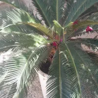 فروش سیکاس
