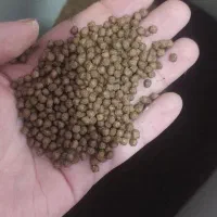 غذای ماهی خوراک ماهی کوی و کپور|ماهی|اصفهان, لاله|دیوار