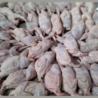 گوشت بلدر چین تازه کشتار روز|خوردنی و آشامیدنی|تربت جام, میان جام|دیوار