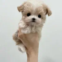 کراس عروسکی