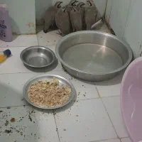 بلدرچین