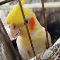 عروس هلندی (لوتینو)|پرنده|بوکان, |دیوار