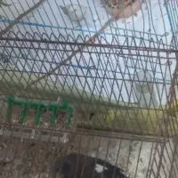 مرغ مینا|پرنده|بندرعباس, |دیوار