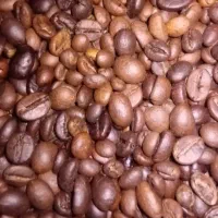 فروش عمده دان قهوه با قیمت رقابتی