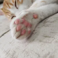 واگذاری|گربه|ساری, |دیوار