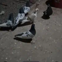 کفتر فروشی