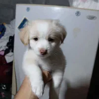 سگ اشپیدز میکس