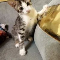 گربه خانگی|گربه|مشهد, میان ولایت|دیوار