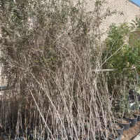 درخت ونهال|خدمات باغبانی و درختکاری|اصفهان, قهاب جنوبی|دیوار