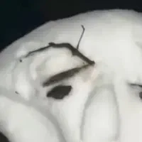 کد هدیه میلی فروشی 10 میلی میده