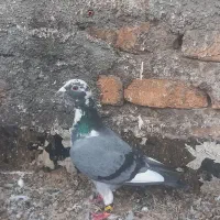 جلک سبز