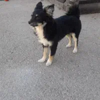 توله سگ پاکوتاه اشپیتز|سگ|بجنورد, |دیوار