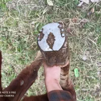 اسب دوسر خزر کاسپین|اسب و تجهیزات اسبسواری|فومن, |دیوار