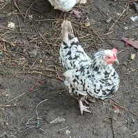 خروس و مرغ کرچ عالی گلین و مینیاتوری .|حیوانات مزرعه|لنگرود, |دیوار