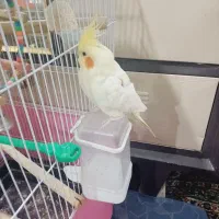 عروس هلندی دستی