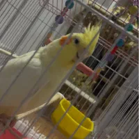 عروس هلندی نر