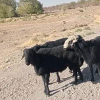 قوچ های جوان دو دندان چهار دندان