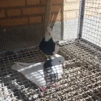 کبوتر طوقی|پرنده|فرخ‌شهر, |دیوار