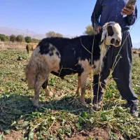 یک راس قوچ پلنگی اصل  خال سیاه.شیر دار ..جوان