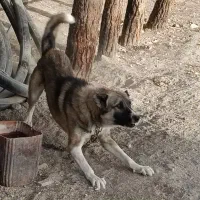 سگ سرابی|سگ|مشهد, وکیلآباد|دیوار