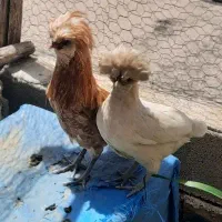 مرغ و خروس
