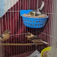 قناری جفت با جوجه هاشون