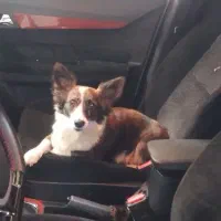 سگ پاکوتاه ماده