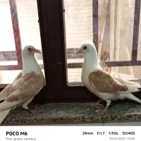 یک جفت جوجه دوبال اهوازی