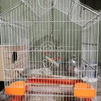 قفس عروس هلندی
