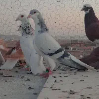 ۷تانرخشگل پرشی|پرنده|تربت‌حیدریه, بالا ولایت|دیوار
