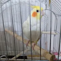 عروس لوتینو ماده مست