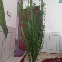 گل کاکتوس وگل دیفنباخیاهرعدد۷۵۰هزارتومان|گل و گیاه طبیعی|لردگان, |دیوار