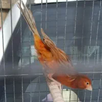 قناری ماده سرخ بدون پر ابلغی آماده|پرنده|شیراز, سعدیه جنوبی|دیوار