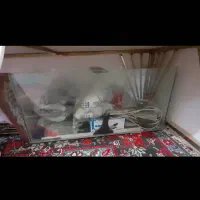 آکواریوم|ماهی|چناران, |دیوار