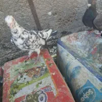 سرور..پلاکی.طوقی|پرنده|یزد, |دیوار