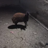 بره ماده افشاری کیلوی 310