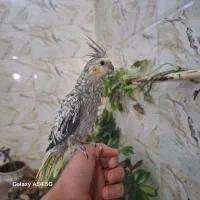 عروس هلندی ماده