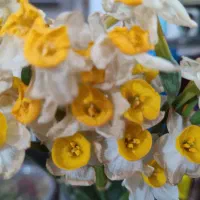 پرستاری سالمند