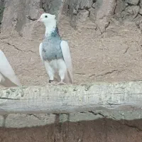 کبوتر طوقی|پرنده|میبد, |دیوار