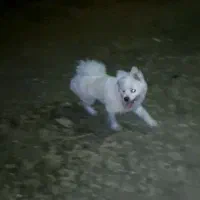 سگ گم شده|حیوانات|خرمآباد, |دیوار